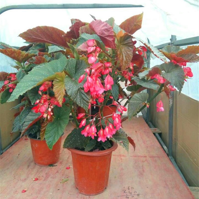 竹节海棠花盆栽大叶斑点四季斑叶竹节秋海棠花卉绿植物室内阳台苗图片