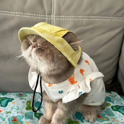 猫咪帽子狗狗夏天遮阳帽露耳朵加菲猫暹罗猫蓝猫可爱头套宠物头饰