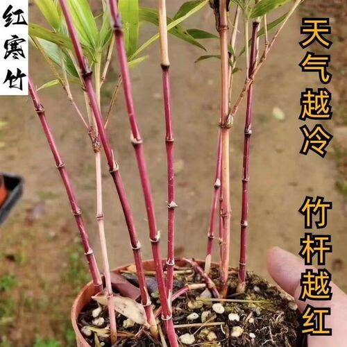 高档红寒竹朱竹紫寒竹红竹米竹观音竹子庭院造景室内阳台高雅绿植