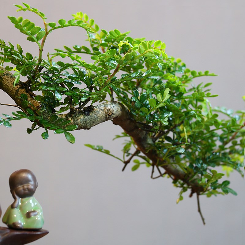 意境-悬崖清香木盆景新中式室内好养桌面摆件绿植花卉盆栽鲜活