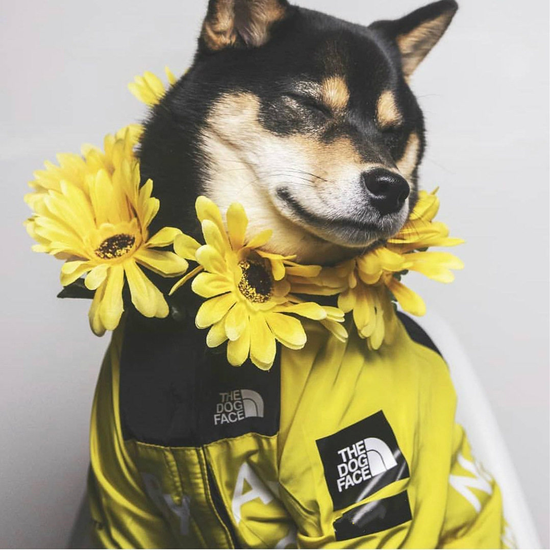宠物狗狗衣服黄色防水冲锋衣柴犬法斗透气防雨两脚连帽外套狗雨衣