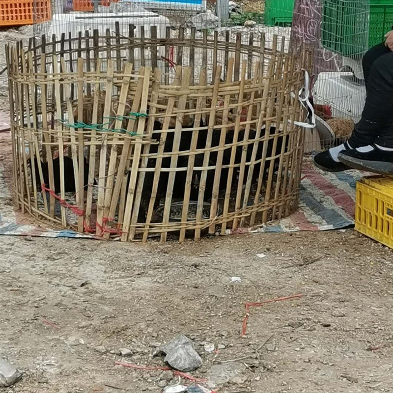 鸡笼鸭笼养殖笼竹子竹编手工摆摊鸡圈鸭子围栏养鸭笼子家用护栏