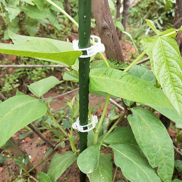 夹子花藤蔬菜绑蔓夹蔓藤固定扣绑枝卡花枝疏菜暖房配件瓜苗捆绑器