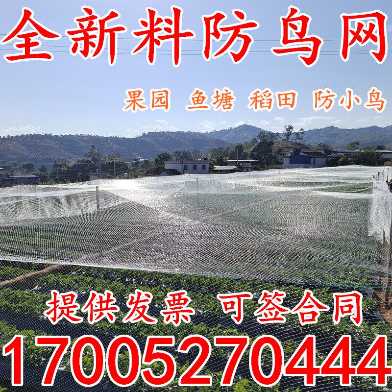 透明萄龙防用网泥鳅鱼塘养殖网果树天网葡尼樱桃枸杞果园防鸟鸟网