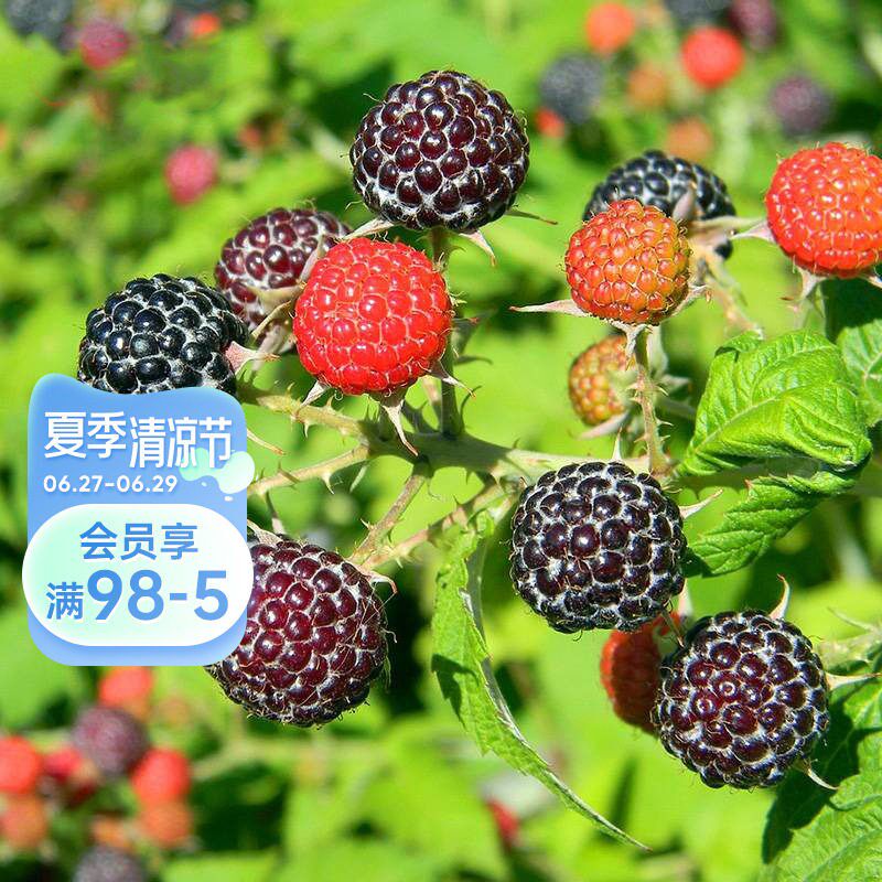 海蒂的花园旗舰店黑莓树莓果树浆果耐寒好养庭院露台植物盆栽苗