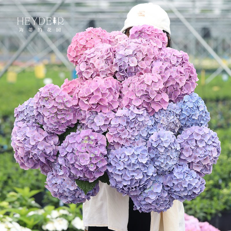 海蒂的花园博登湖多年生可调色大花绣球花阳台庭院好养八仙花盆栽图片