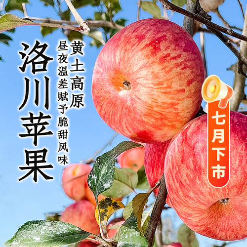 东方甄选陕西洛川苹果4斤-8.5装