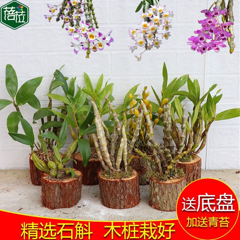 精选稀斛枫斗 带木桩栽石 铁皮石斛蜂腰石斛好有石斛名贵石斛栽好
