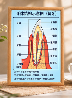 牙体结构示意图科普装饰相框口腔牙科诊所桌面摆画诊室装饰挂画