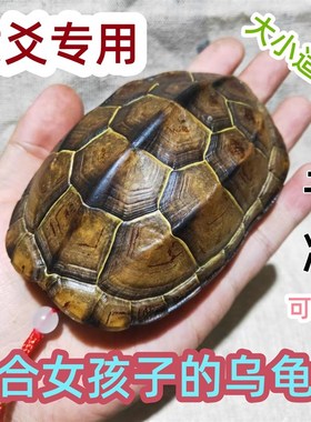 乌龟壳真甲壳天然甲整文玩龟完摇卦起线富甲把件金卦龟壳适合女生