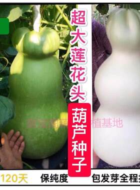 巨型特大超大莲芦头葫花种亚腰八宝三挺庭文玩小八宝鹤酒首瓢子籽