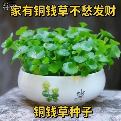 铜钱金钱草种子水养种籽