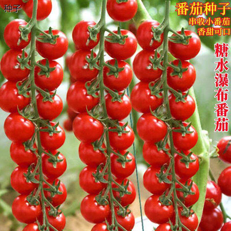 瀑布番茄种子樱桃串红小番茄圣女果春季小88vip2元包邮商品