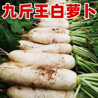 九斤王白萝卜种子不空心四季播