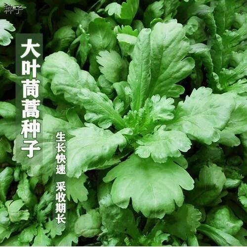大叶茼蒿种子耐寒耐热秋