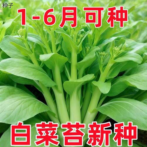 四季早熟白菜苔种子薹菜