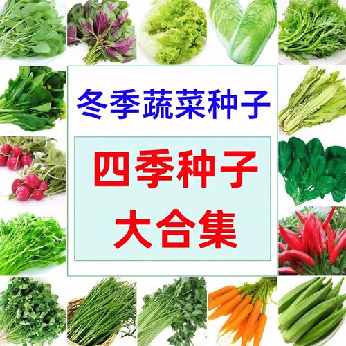 冬季蔬菜种子秋播白菜萝卜香菜香葱菜种子大全88vip2元包邮商品