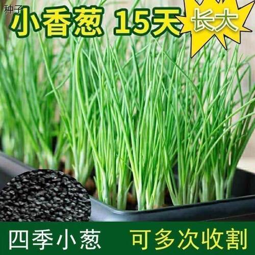 小香葱籽种子四季易阳台