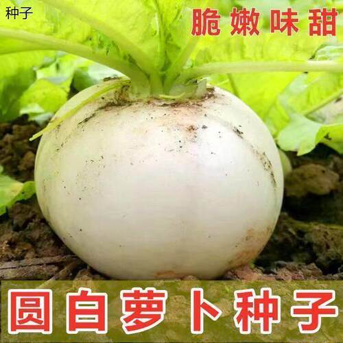 特大春不老萝卜种子大圆