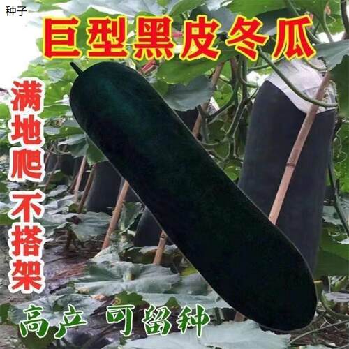 巨型特大黑皮冬瓜种满地