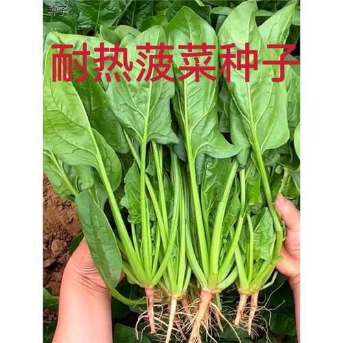【耐热菠菜种子】夏季种