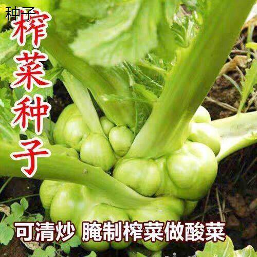 脆嫩榨菜种子籽青菜头农