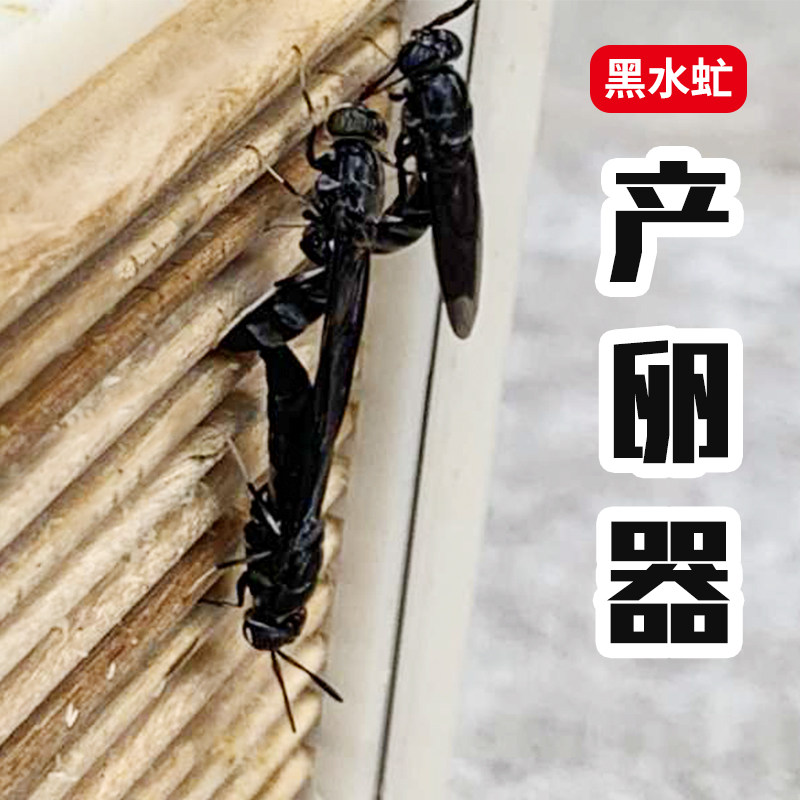 黑水虻器虫器昆卵幼虫孵化产养殖虫卵黑水虻幼虫卵养殖器农业工具