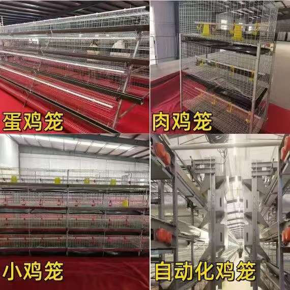 鸡笼子蛋鸡笼肉鸡笼自动捡蛋养鸡场设备可来图制镀锌笼合金丝笼