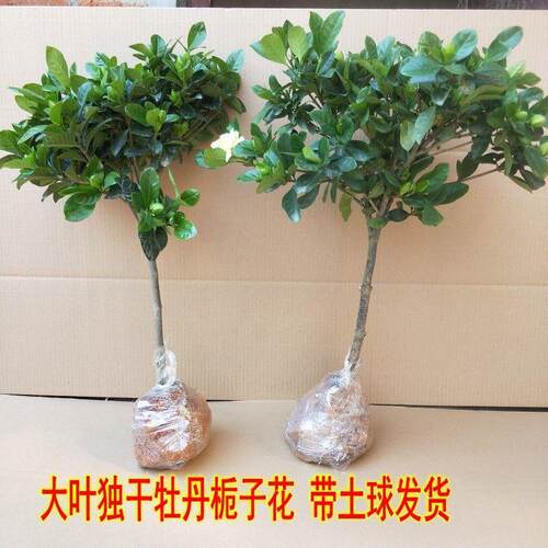 子型栀大花树独杆大叶牡丹栀子花浓香型庭院带台客厅阳花苞栀子花