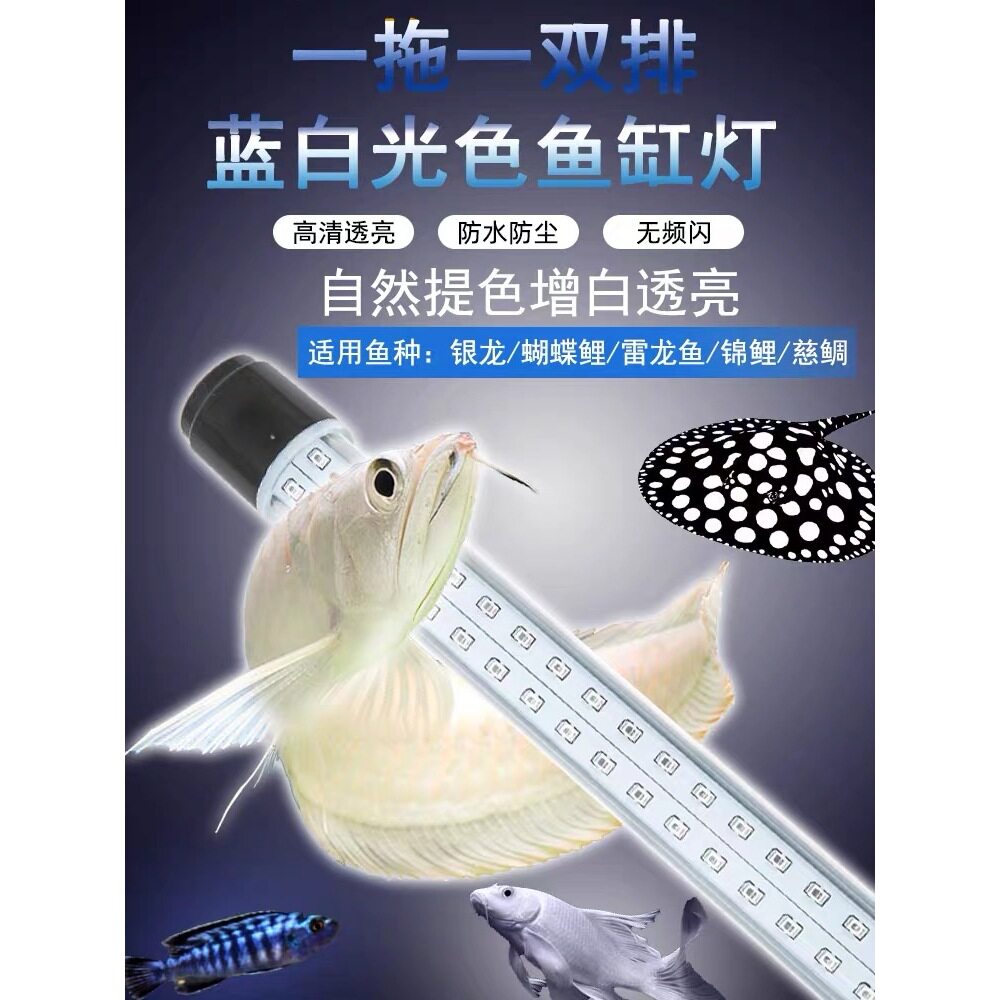 2026蓝白混合光银龙雷龙三湖慈鲷蝴蝶鲤观赏超白光鱼缸灯马年