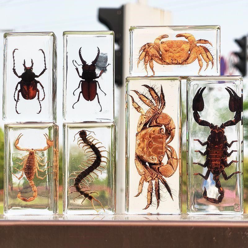 标珀真实昆虫琥本立成透明树脂生物教学体品手工制作蝎子蜈蚣甲虫