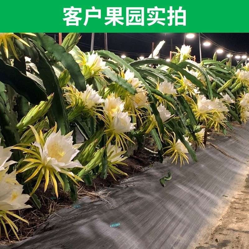 6.5米6灯植物生长补光灯串LED养殖育苗大棚火龙果绿植种植E26灯串