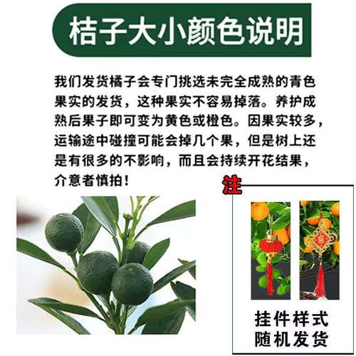 四季金桔盆栽庭院桔子树观赏盆景阳台带果发货橘子树室内好养绿植
