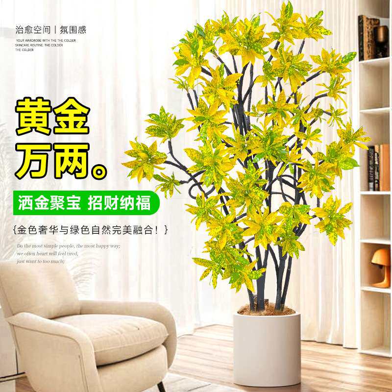 洒金榕盆栽绿植室内大型植物旺宅树客厅落地大号真花黄金万两禄植