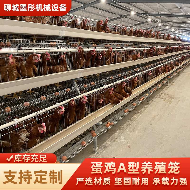 蛋鸡A型养殖笼三层四门阶梯鸡笼镀锌丝全自动养鸡笼蛋鸡笼子全套