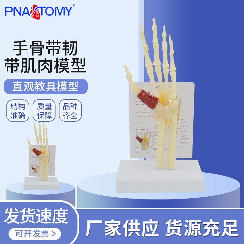 人体手骨模型带韧带肌肉腕关节综合征模型腕管Q综合征尺骨桡骨模
