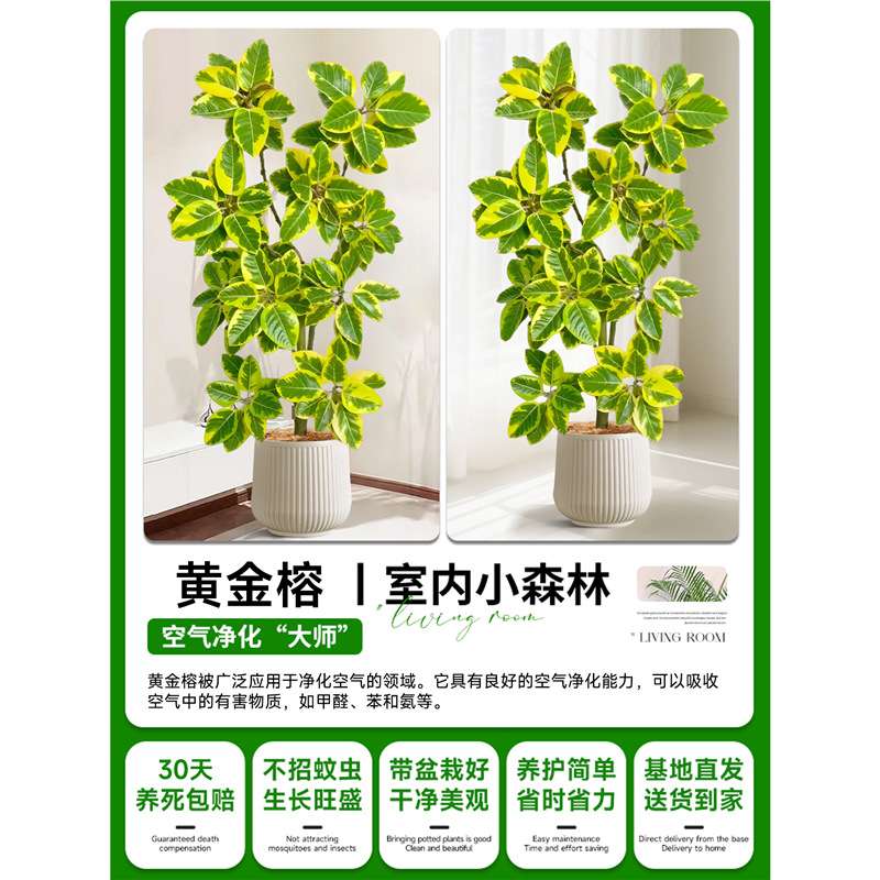 大型绿植黄金榕盆栽客厅绿植室内大型高山榕树落地网红旺宅树真花