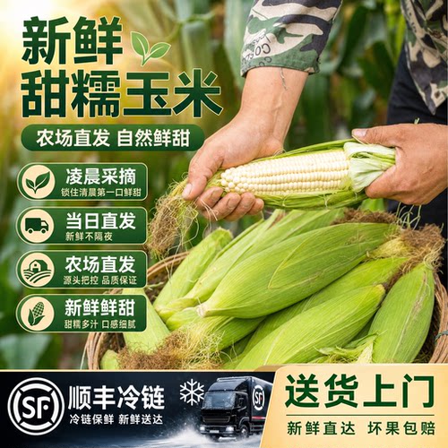 向义绿色甜糯玉米新鲜糯玉米早餐