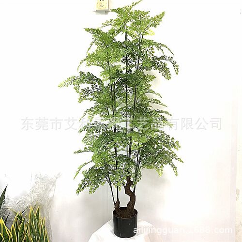 蕨类波斯草植物 家居客厅办公室装饰树盆栽假树绿植盆景装饰王