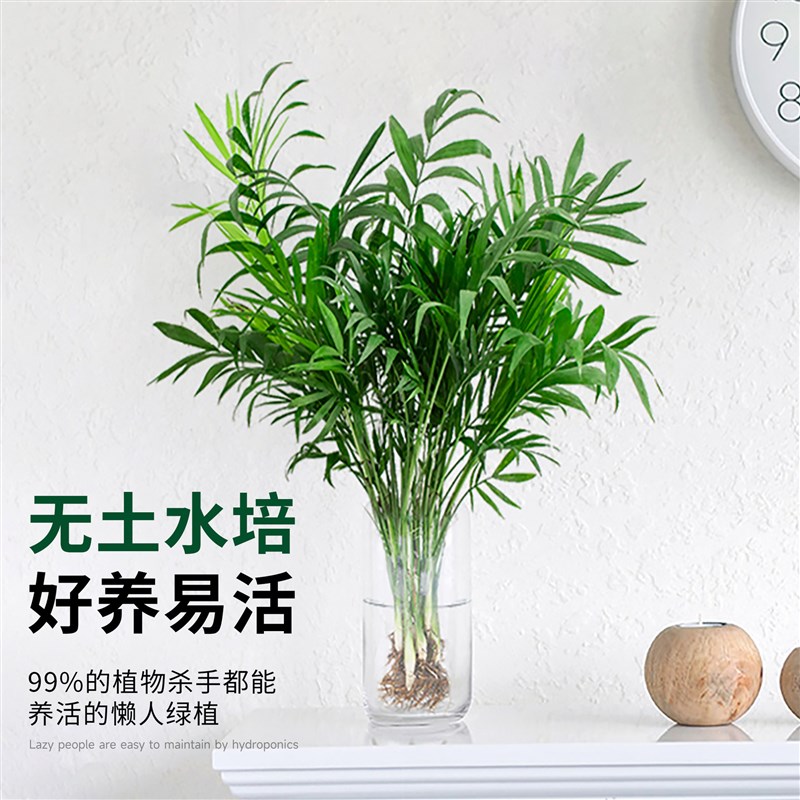 袖珍椰子水培绿植物富贵q凤尾竹观叶盆栽客厅办公室内桌面好养四