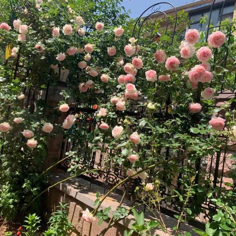 铁艺花架爬藤架花园月季花支架铁线莲绿萝植物攀爬架户外庭院航一