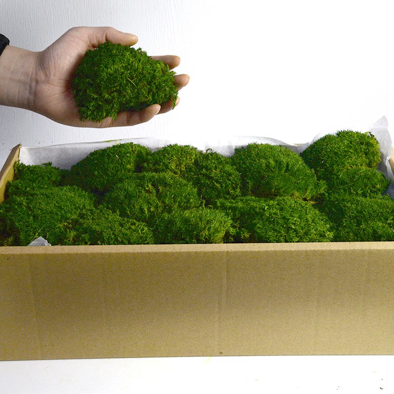 永生苔藓植物墙仿真地衣白发藓狭叶白发藓青苔造景室内枯山水景观