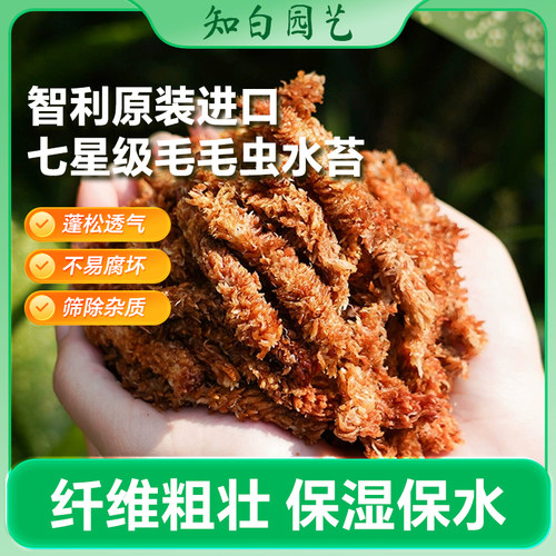 蝴蝶兰专用智利进口毛毛虫水苔乌龟冬眠苔藓鹿角蕨兰花石斛营养土