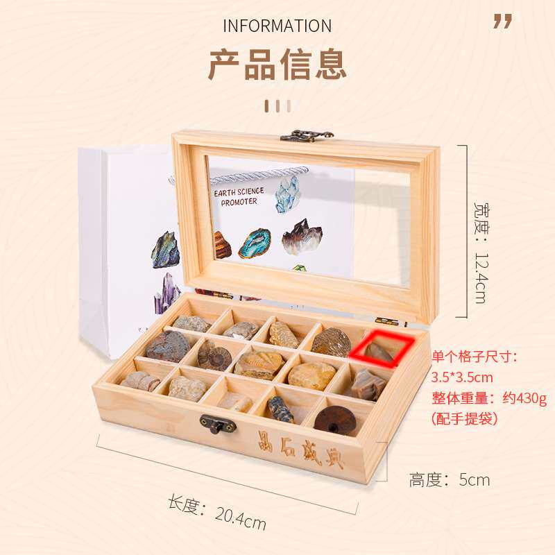 15种天然化石石头原石珊瑚菊石鲨鱼牙齿树化玉海螺木盒工艺摆件