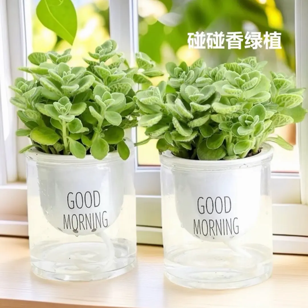 【下单立减50】碰碰香绿植一抹香可食用驱蚊盆栽室内好养易活ZF