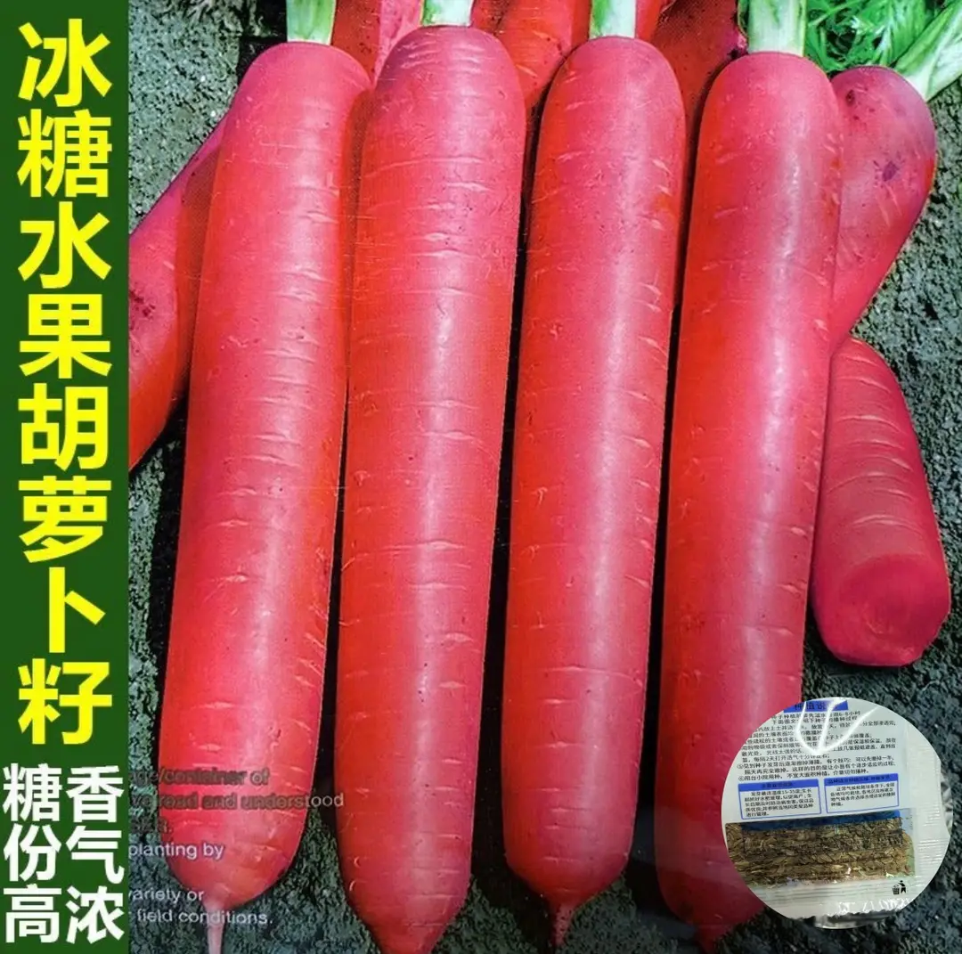 【下单立减50】波玫瑰红三红胡萝卜种籽甜脆红胡萝卜种子JK