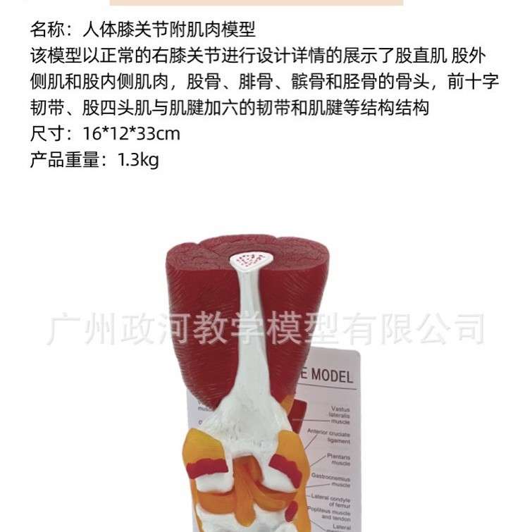 CPR心脏按压训练假人心肺复苏人工呼吸假人厂家直销多功能人体