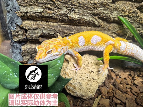 肥尾爬宠成体红眼高对比易养