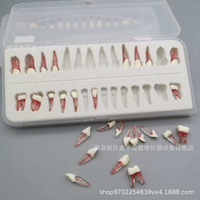 全口28颗离体牙模型 带牙根 红根管牙 破冠开髓扩大疏通根充练习