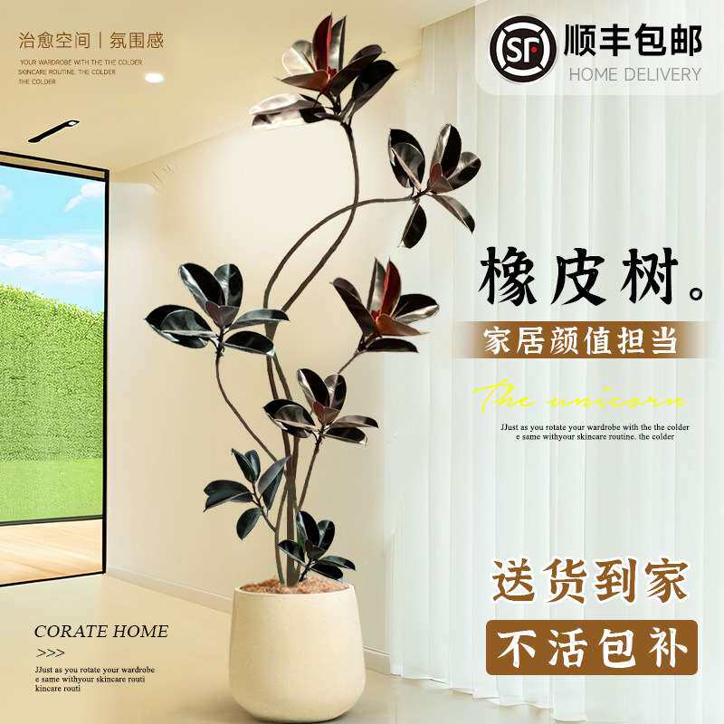 橡皮树黑金刚客厅大盆栽绿植室内客厅办公室大型植物旺宅真花禄植